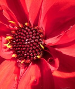 Alternative view of DAHLIA Bishop of Llandaff - Premium Red Flowering Dahlia Tubers