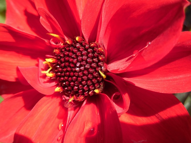 DAHLIA Bishop of Llandaff - Premium Red Flowering Dahlia Tubers - Image 2