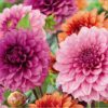 Dahlia Decorative