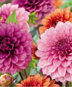 Dahlia Decorative