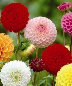 Alternative view of Dazzling Dahlia Collection.