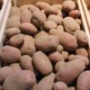 Damask Seed Potatoes