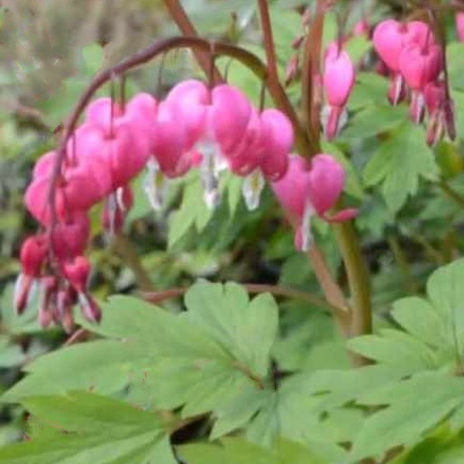 DICENTRA spectabilis. Bleeding Heart. - Image 2