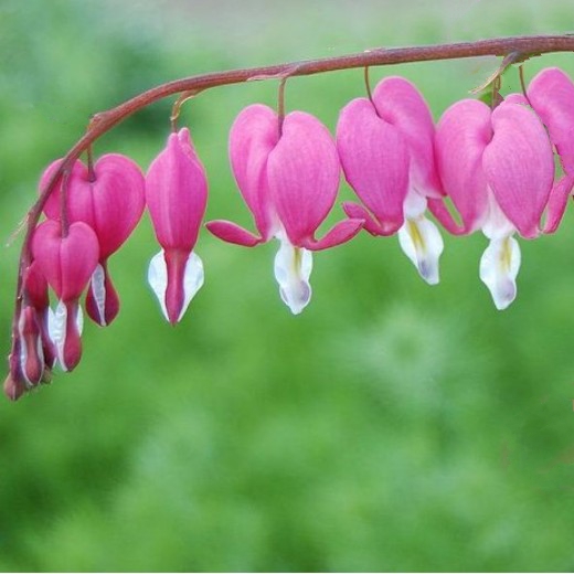 DICENTRA spectabilis. Bleeding Heart. - Image 4
