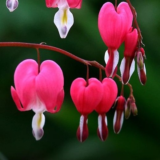 DICENTRA spectabilis. Bleeding Heart. - Image 3