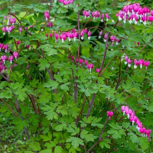 DICENTRA spectabilis. Bleeding Heart.
