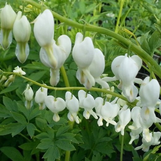 DICENTRA spectabilis Alba. White.
