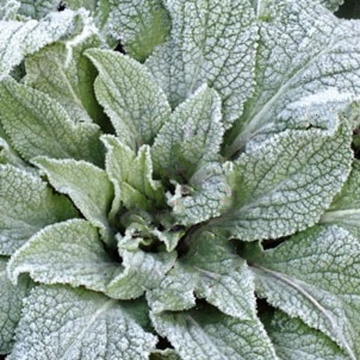 Digitalis