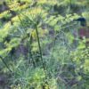 dill