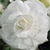 Double Begonia White