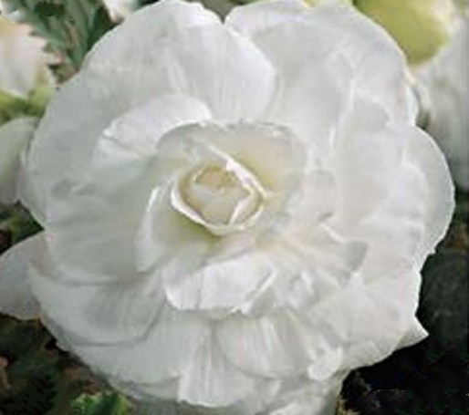 Double Begonia White