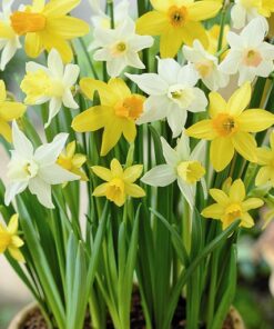 Botanical Mixed Daffodil