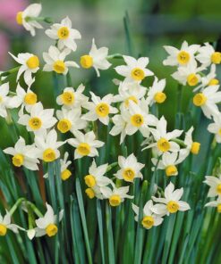 daffodil canaliculatus