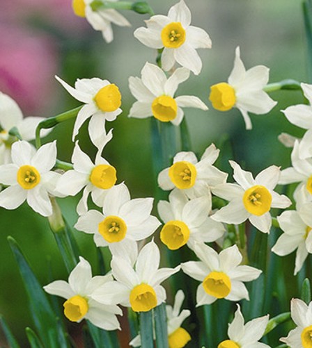 Dwarf Daff Canaliculatus