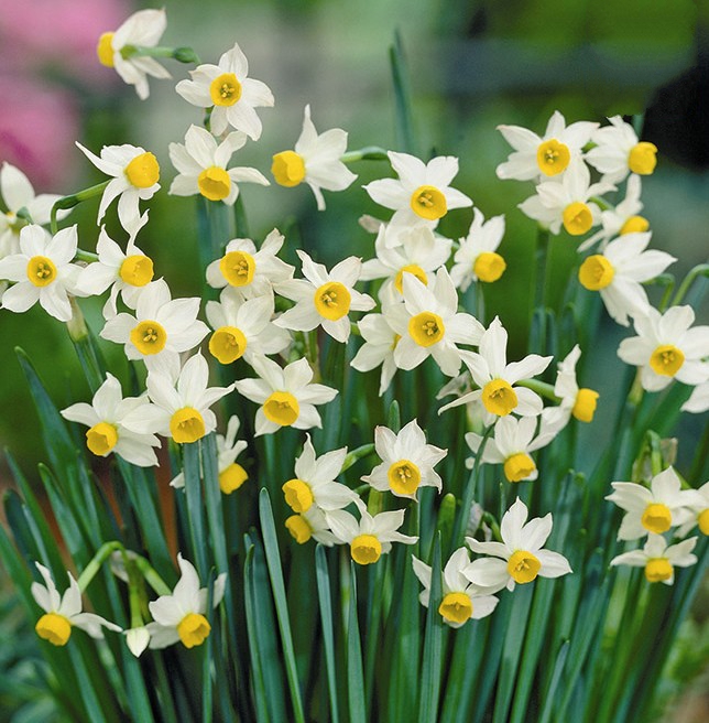 daffodil canaliculatus