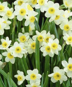 Minnow Daffodil