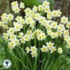 Daffodil Minnow