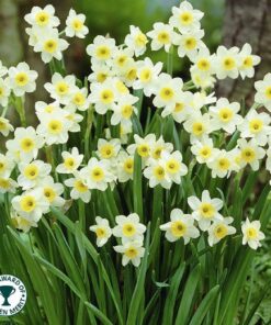 Daffodil Minnow