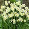 Daffodil Minnow