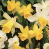 Dwarf Daffodil Rockery Mixed