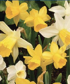 Dwarf Daffodil Rockery Mixed