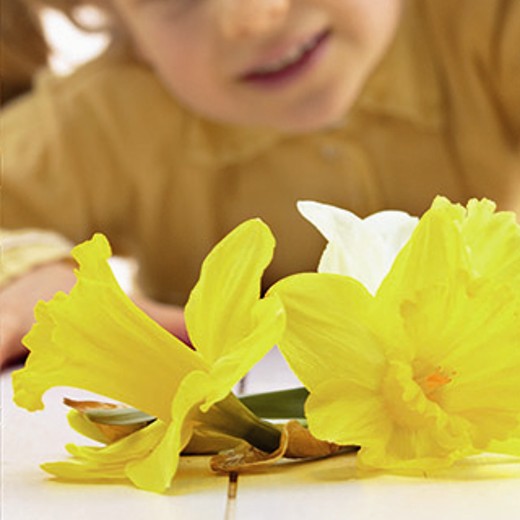 DAFFODIL Rockery Mixed. Superb selection. - Image 3