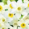 Daffodil White Scented Mixed