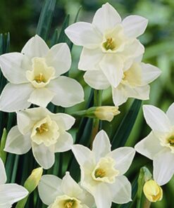 Daffodil Scented Mix