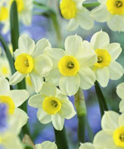 Daffodil White