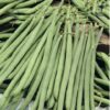 French Bean Opera