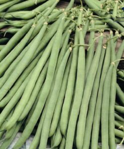 French Bean Opera