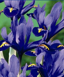 Alternative view of Dwarf Iris Reticulata. Blue