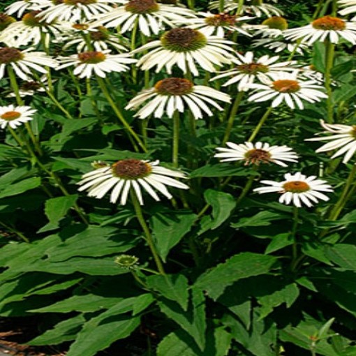 Echinacea