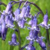 Bluebell