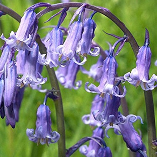 Bluebell