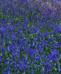 Bluebell swathe