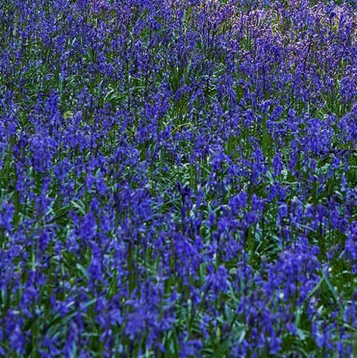 Bluebell swathe