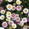 ERIGERON karvinskianus. Fleabane or Spanish Daisy.