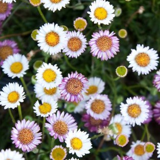 ERIGERON karvinskianus. Fleabane or Spanish Daisy.