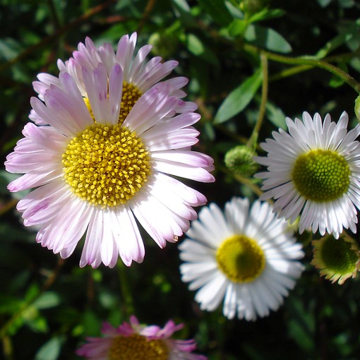 ERIGERON karvinskianus. Fleabane or Spanish Daisy. - Image 4