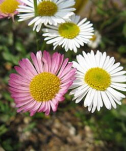 Erigeron