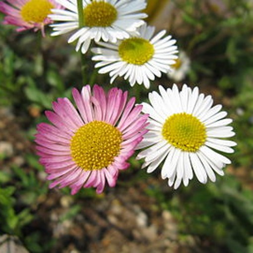 Erigeron