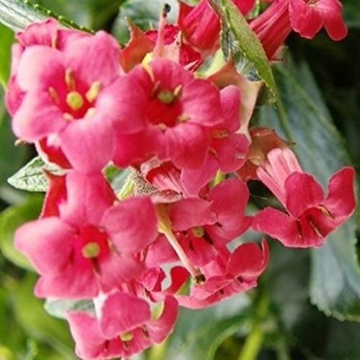 escallonia rubra macrantha