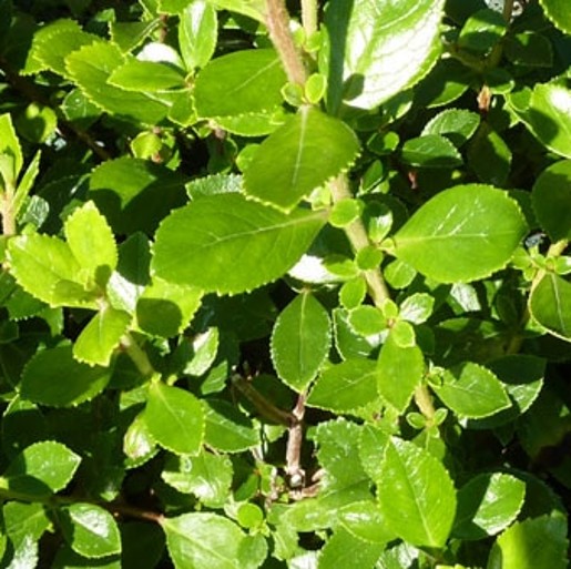 new leaves of escallonia