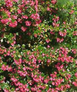 rubra macrantha in flower