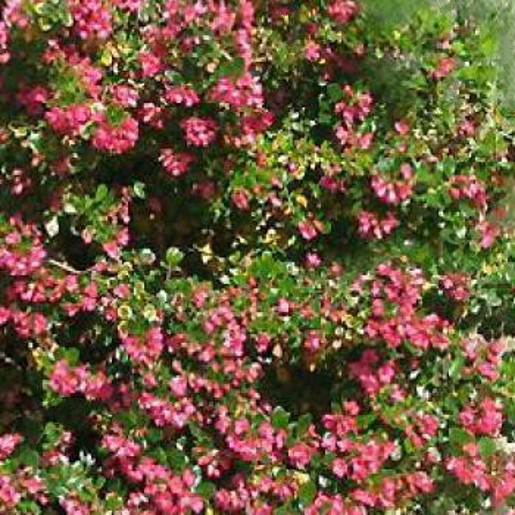 rubra macrantha in flower
