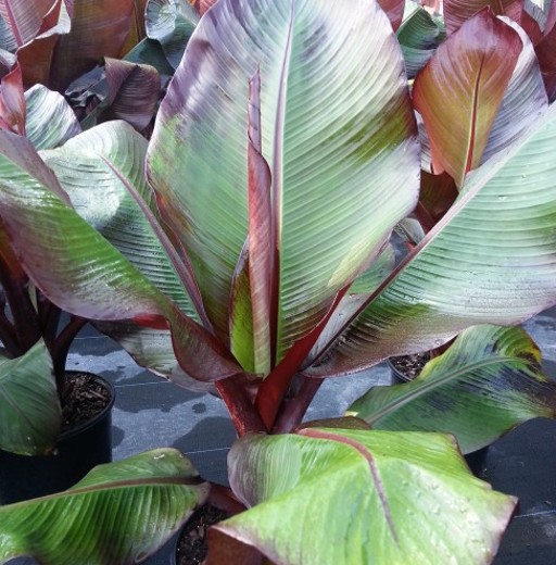 Ensete Maurelii. Ethiopian Black Banana.