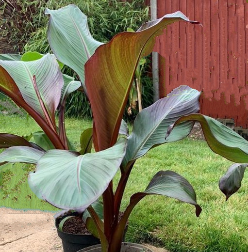 Ensete Maurelii. Ethiopian Black Banana. - Image 4