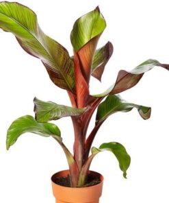 Ensete Maurelii