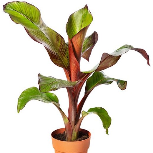 Ensete Maurelii
